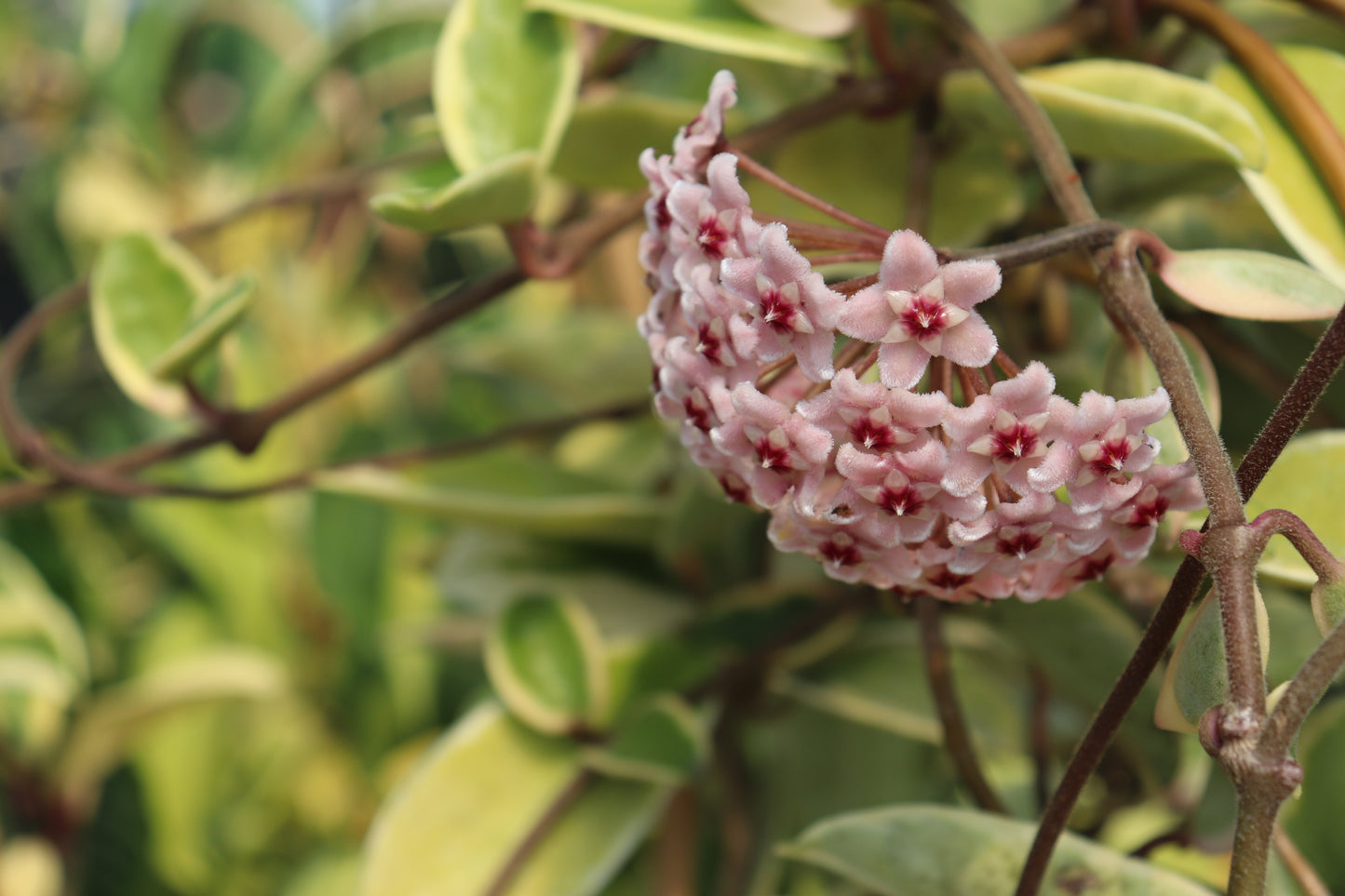 Hoya Krimson Queen 5