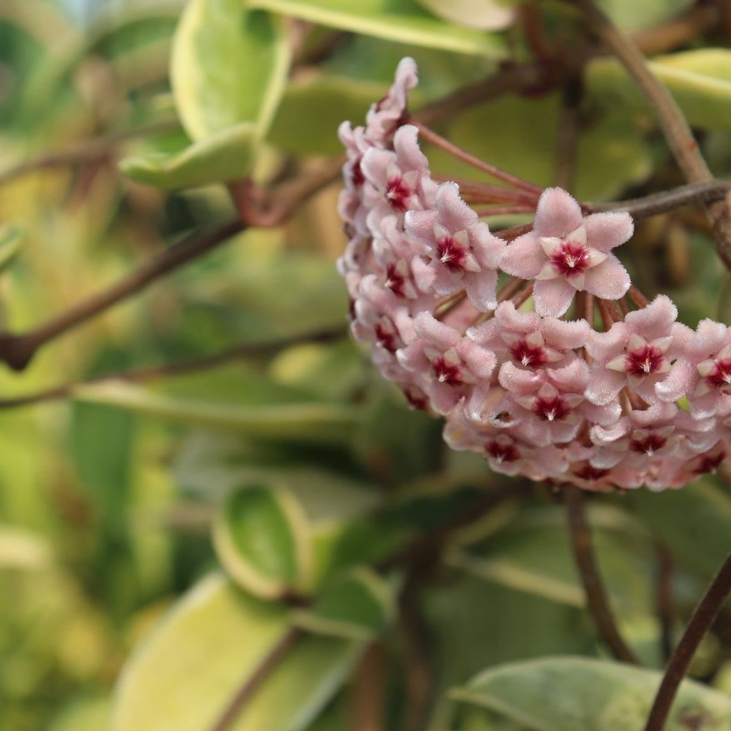 Hoya Krimson Queen Image