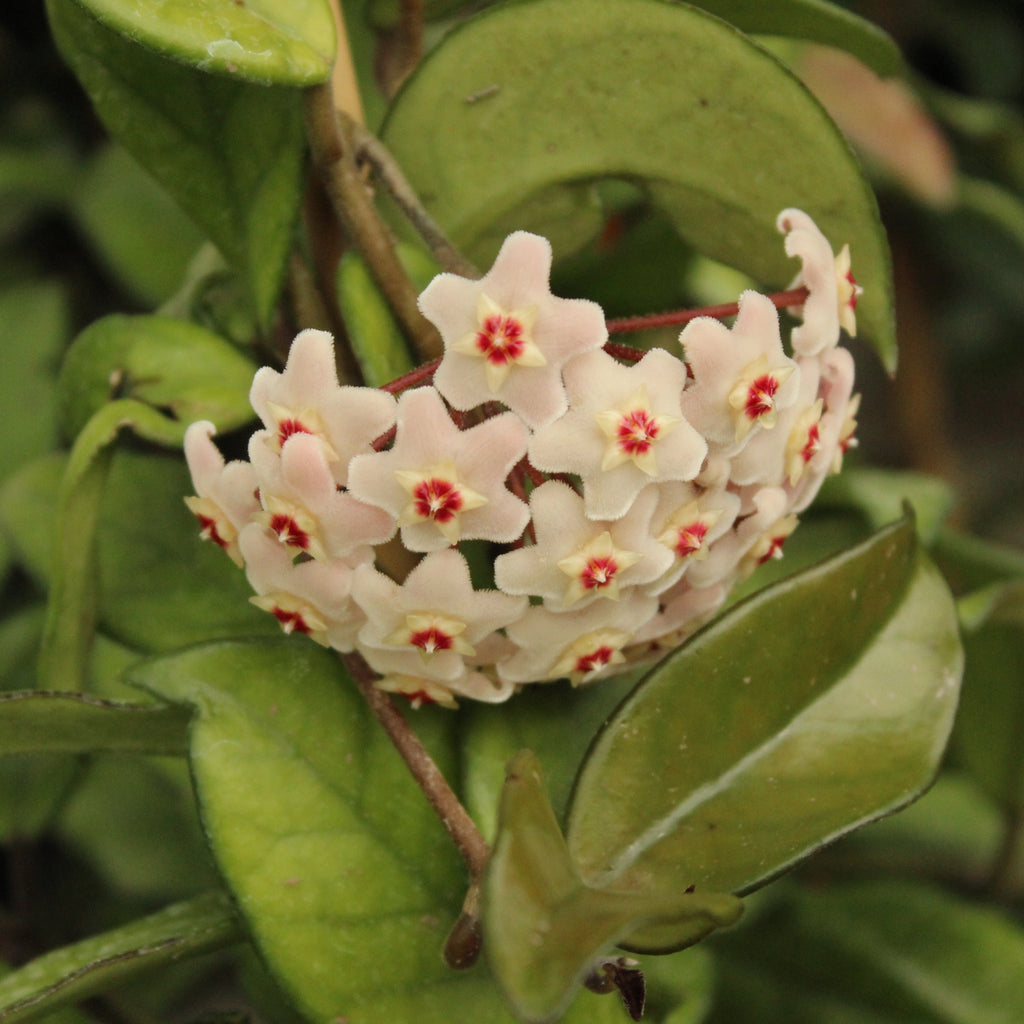 Hoya carnosa Image