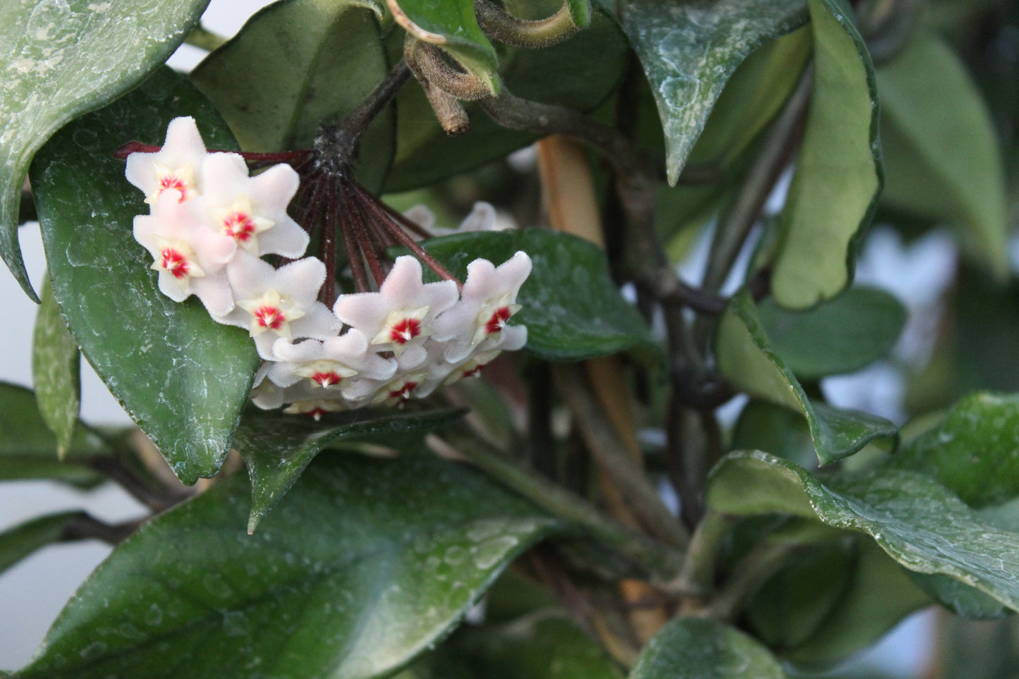 Hoya carnosa 2