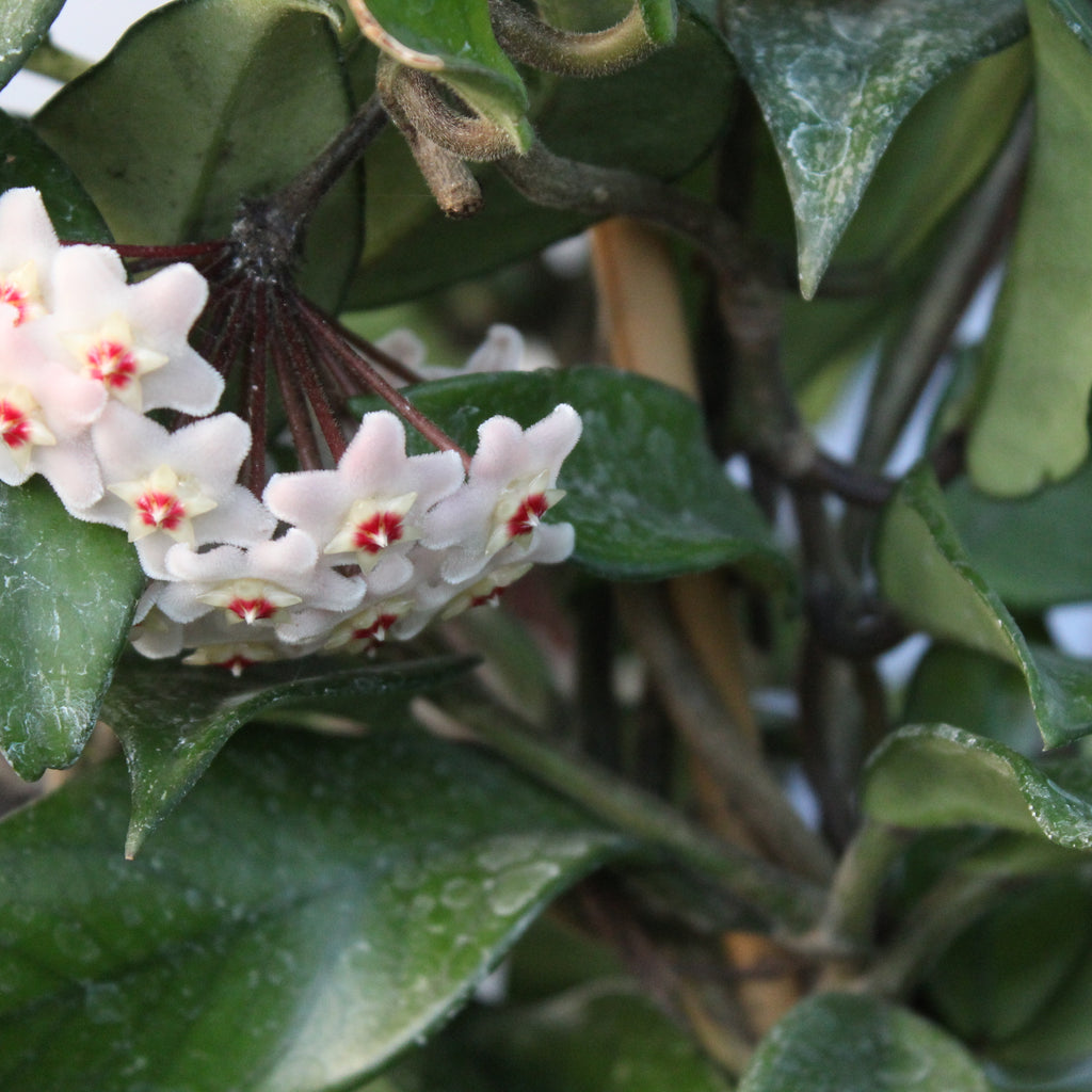 Hoya carnosa Image