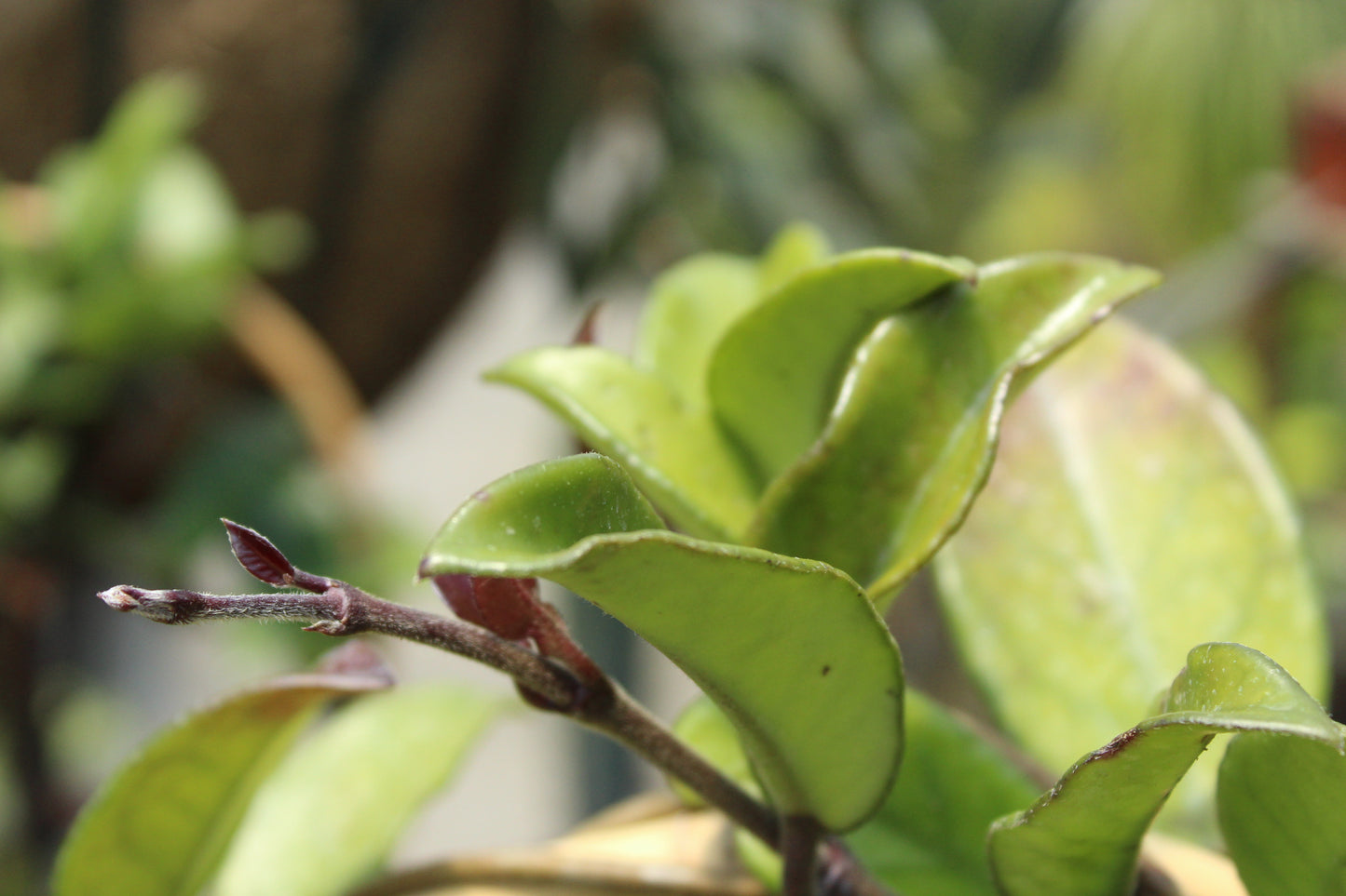 Hoya carnosa 3