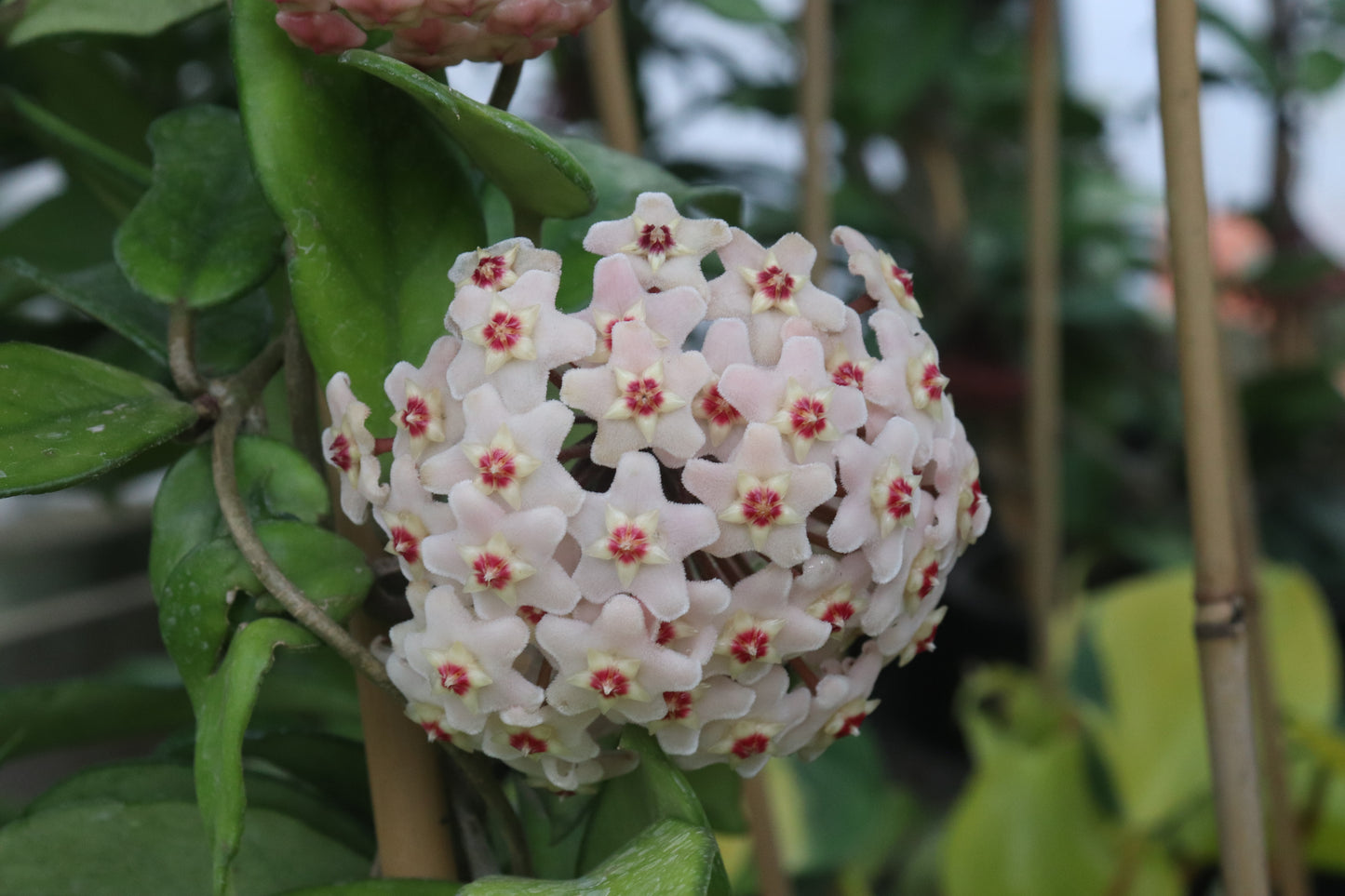 Hoya carnosa 4