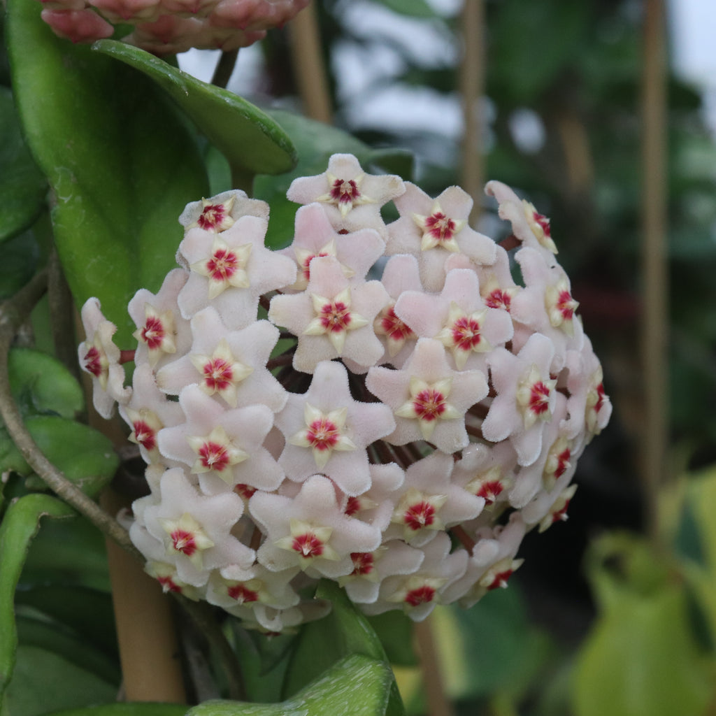 Hoya carnosa Image