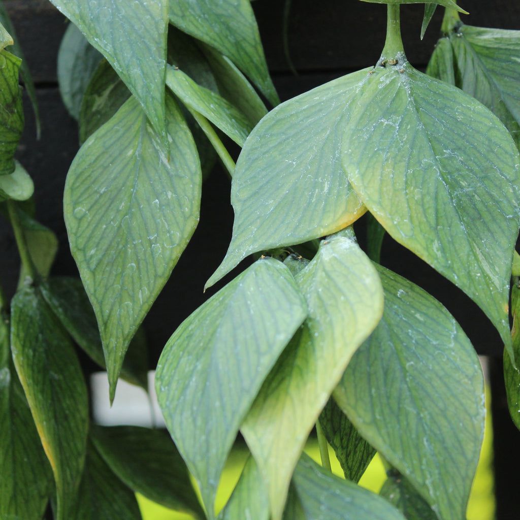 Hoya polyneura Image