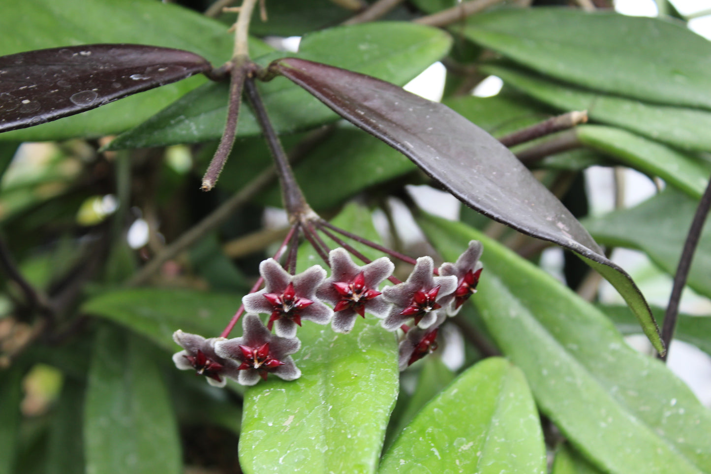 Hoya pubicalyx