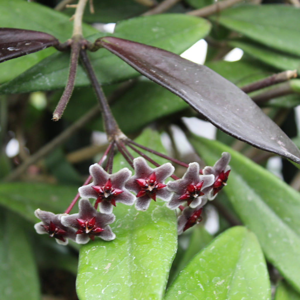 Hoya pubicalyx Image