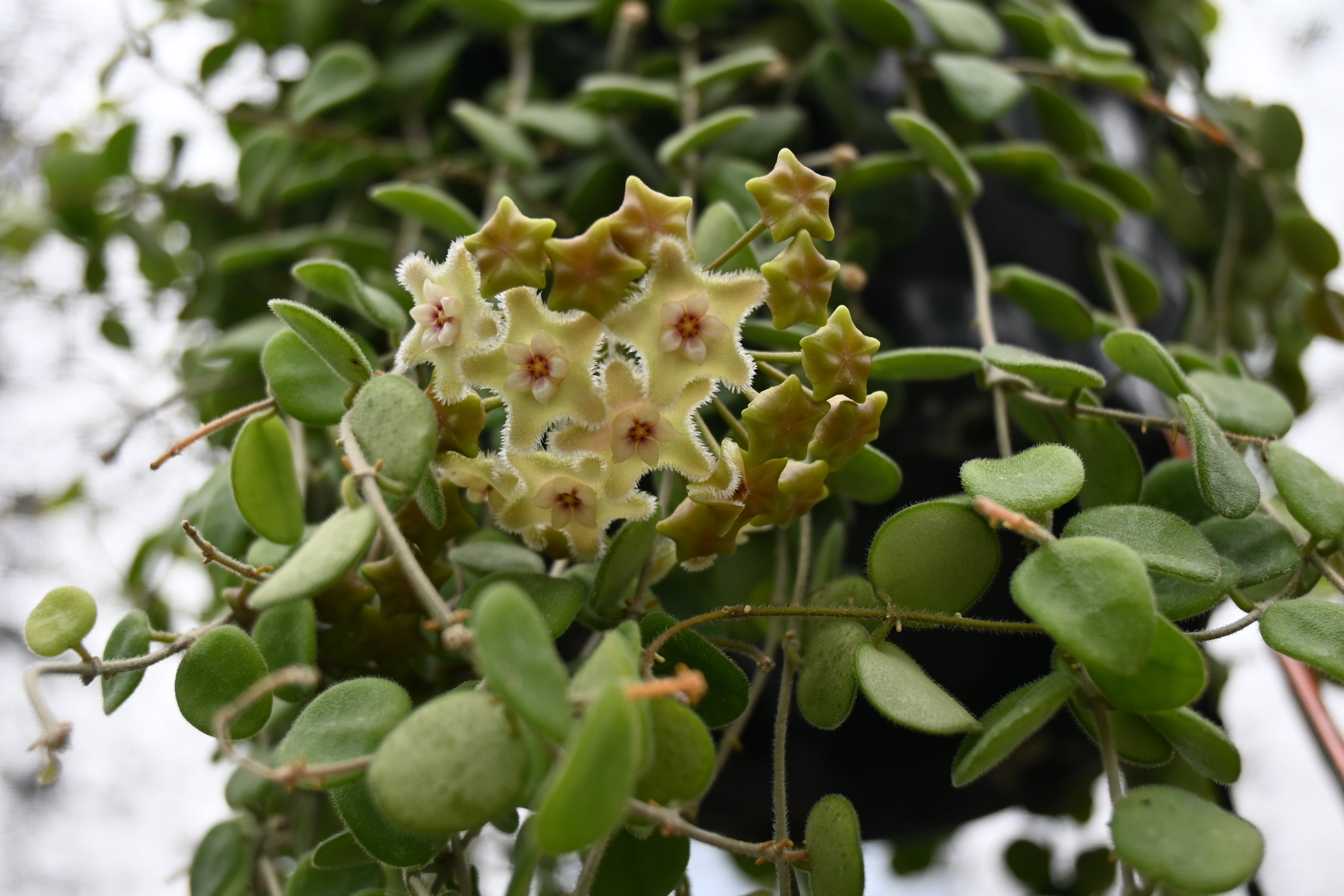 Hoya Serpens Texture Plants Landscapes Lush Lawns Christchurch hoya-serpens-texture-plants-landscapes-lush-lawns-christchurch