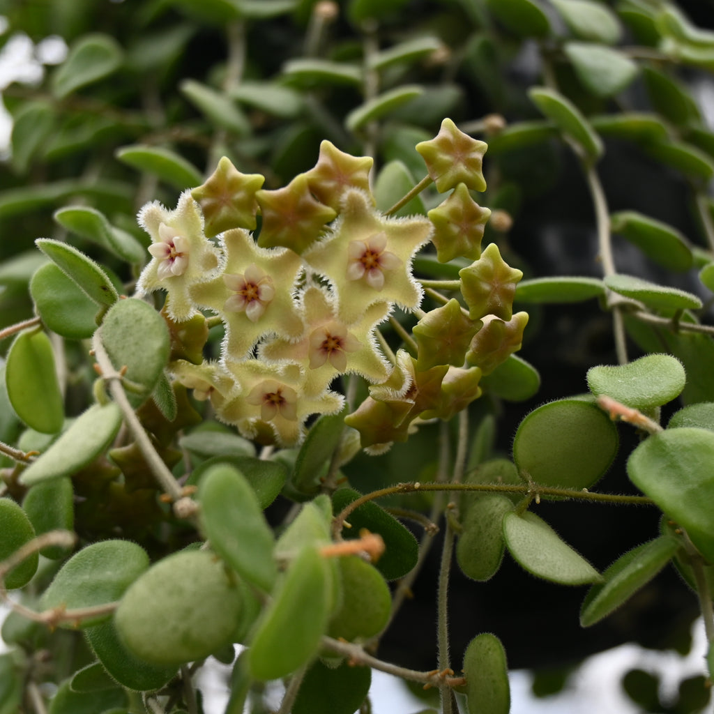 Hoya serpens Image