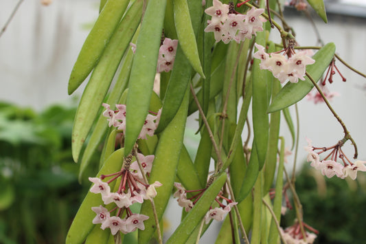 Hoya shepherdii