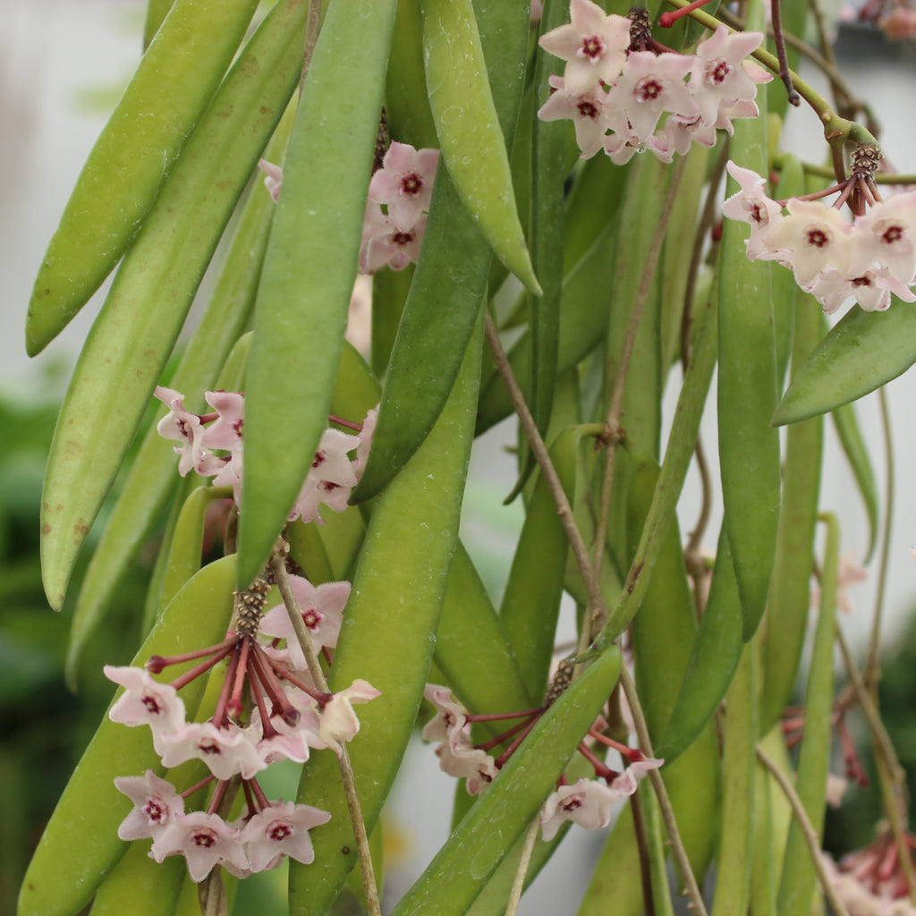 Hoya shepherdii Image