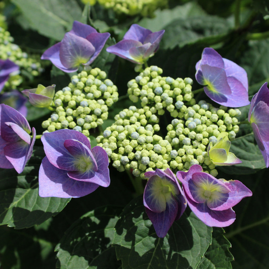 Hydrangea Blueberries and Cream Image