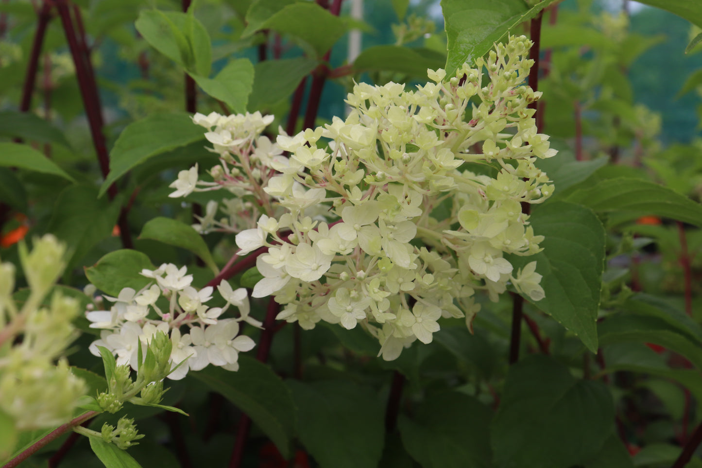Hydrangea Diamond Rouge.