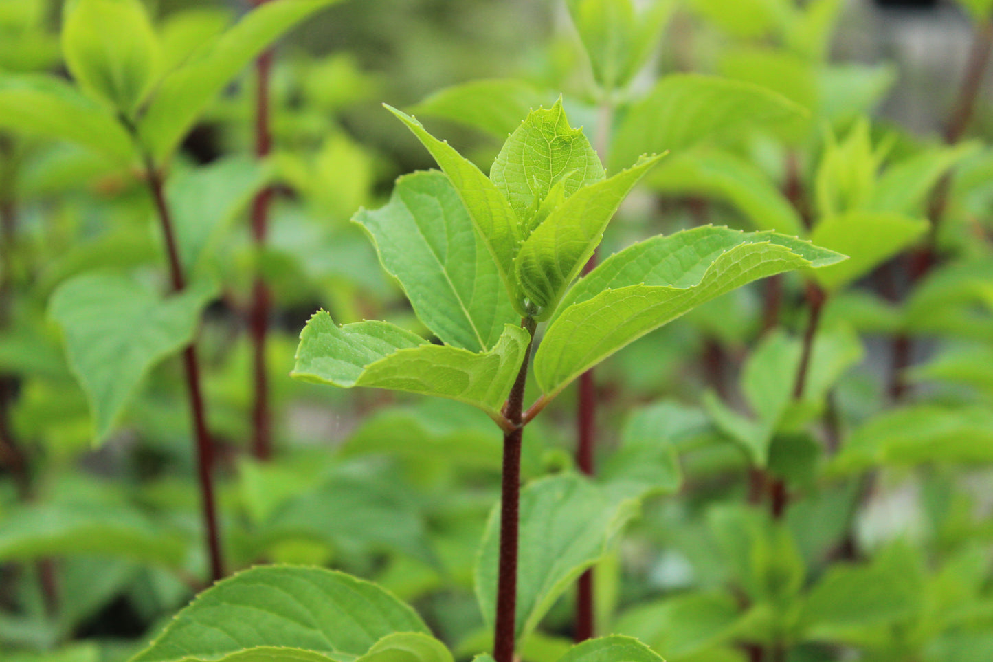 Hydrangea Diamond Rouge
