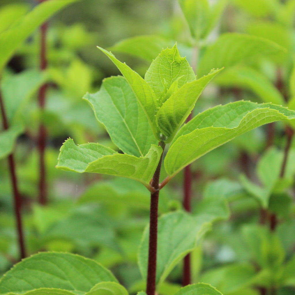 Hydrangea Diamond Rouge Image