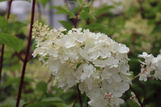 Hydrangea Diamond Rouge 2
