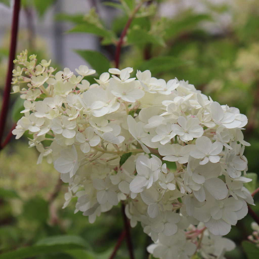 Hydrangea Diamond Rouge Image
