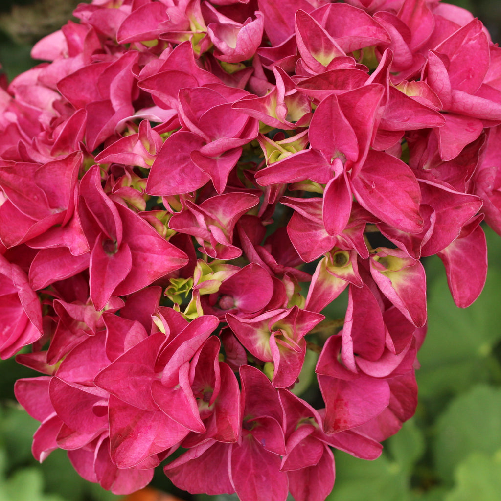 Hydrangea Raspberry Crush Image