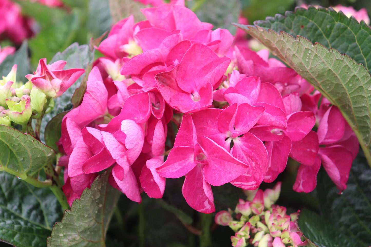 Hydrangea Raspberry Crush 2