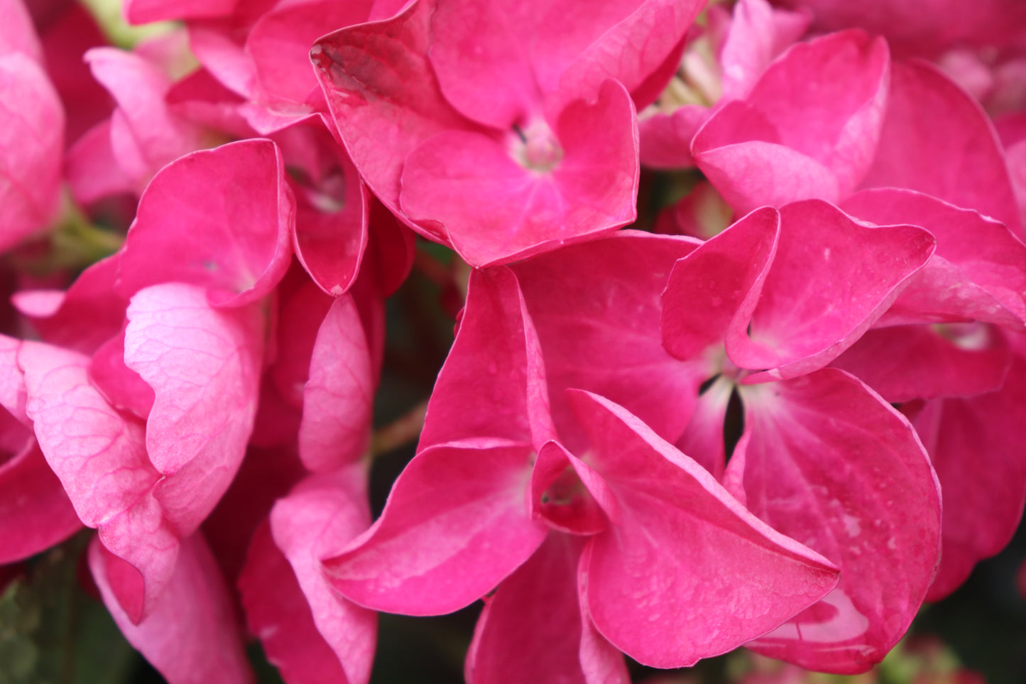 Hydrangea Raspberry Crush 3