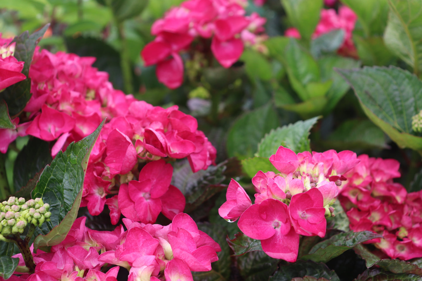 Hydrangea Raspberry Crush 4