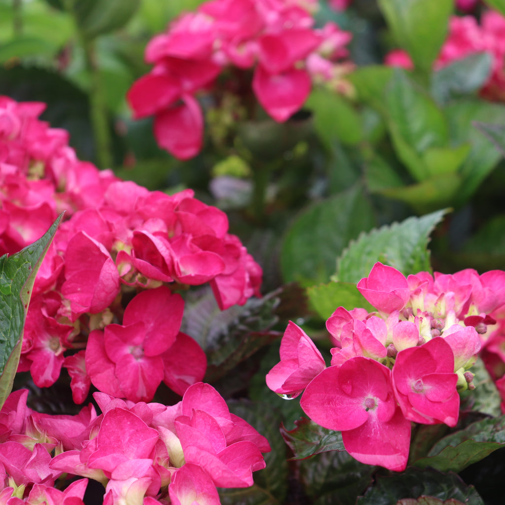 Hydrangea Raspberry Crush Image