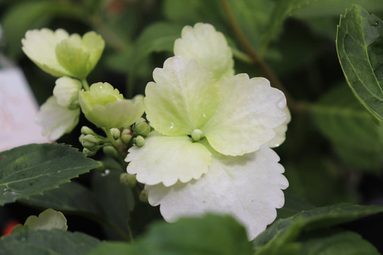 Hydrangea Runaway Bride – Texture Plants, Landscapes, Lush Lawns ...