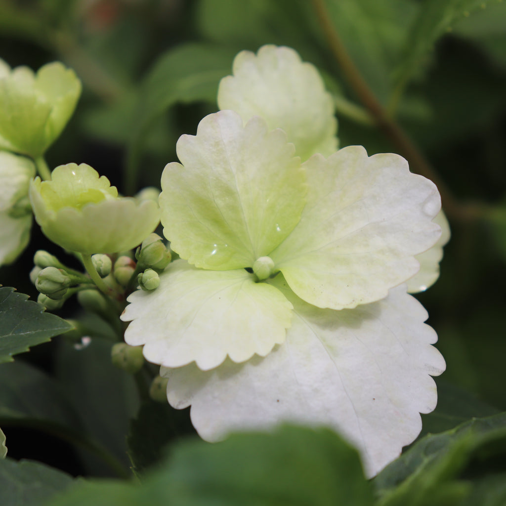Hydrangea Runaway Bride Image