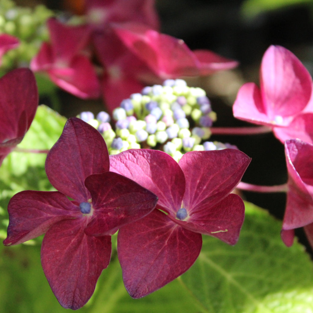 Hydrangea Strawberries & Cream Image