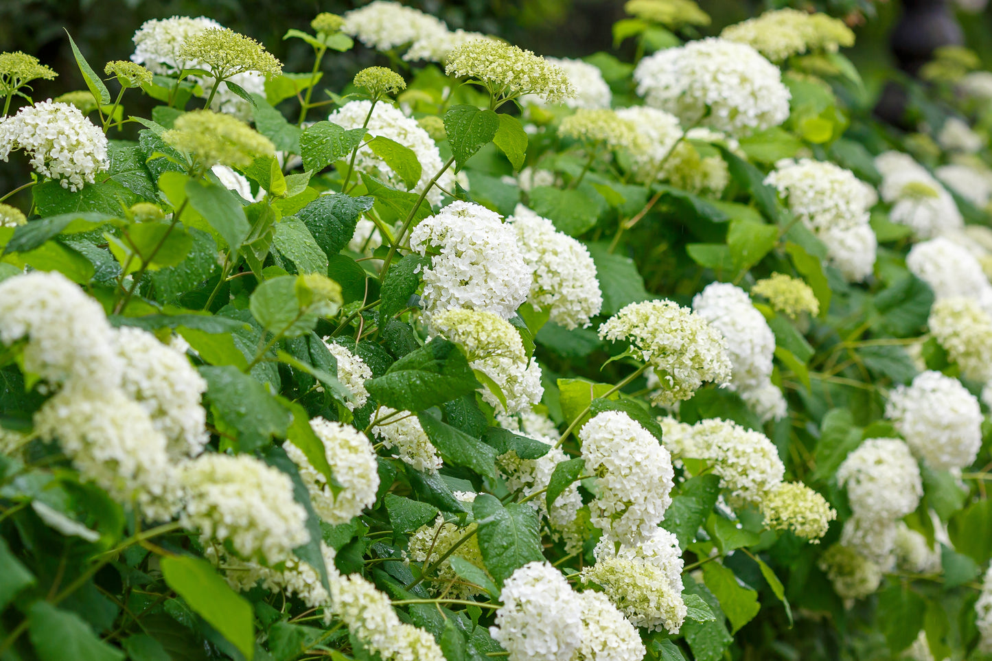 Hydrangea annabelle 2