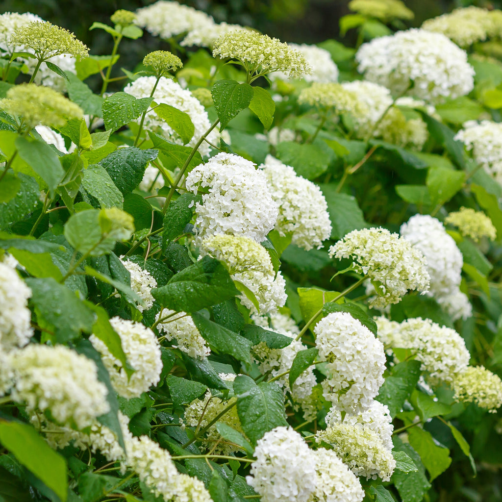 Hydrangea arborescens Annabelle Image