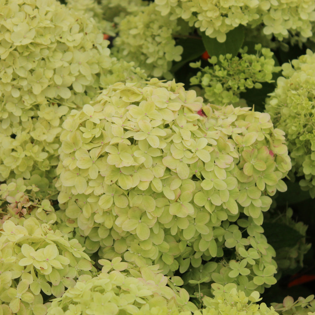 Hydrangea paniculata Candlelight Image