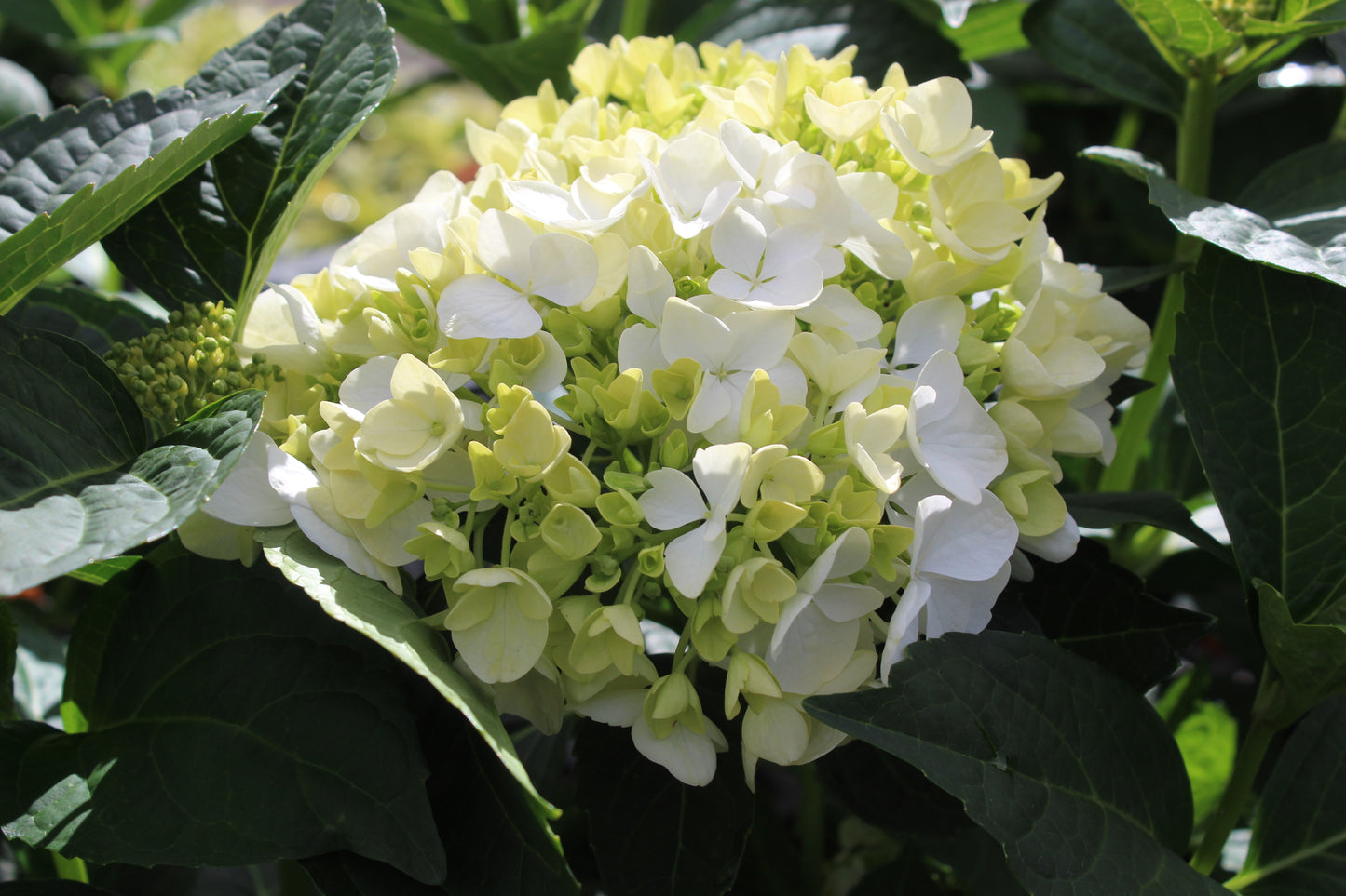 Hydrangea macrophylla Bridal Bouquet 3