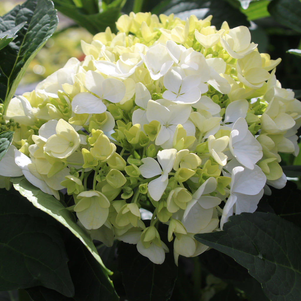 Hydrangea macrophylla Bridal Bouquet Image