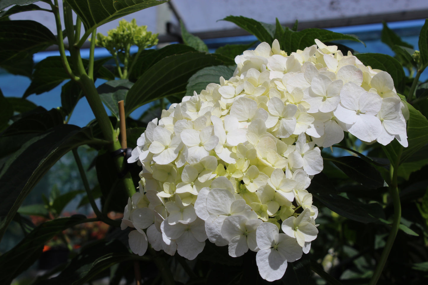 Hydrangea macrophylla Bridal Bouquet 4