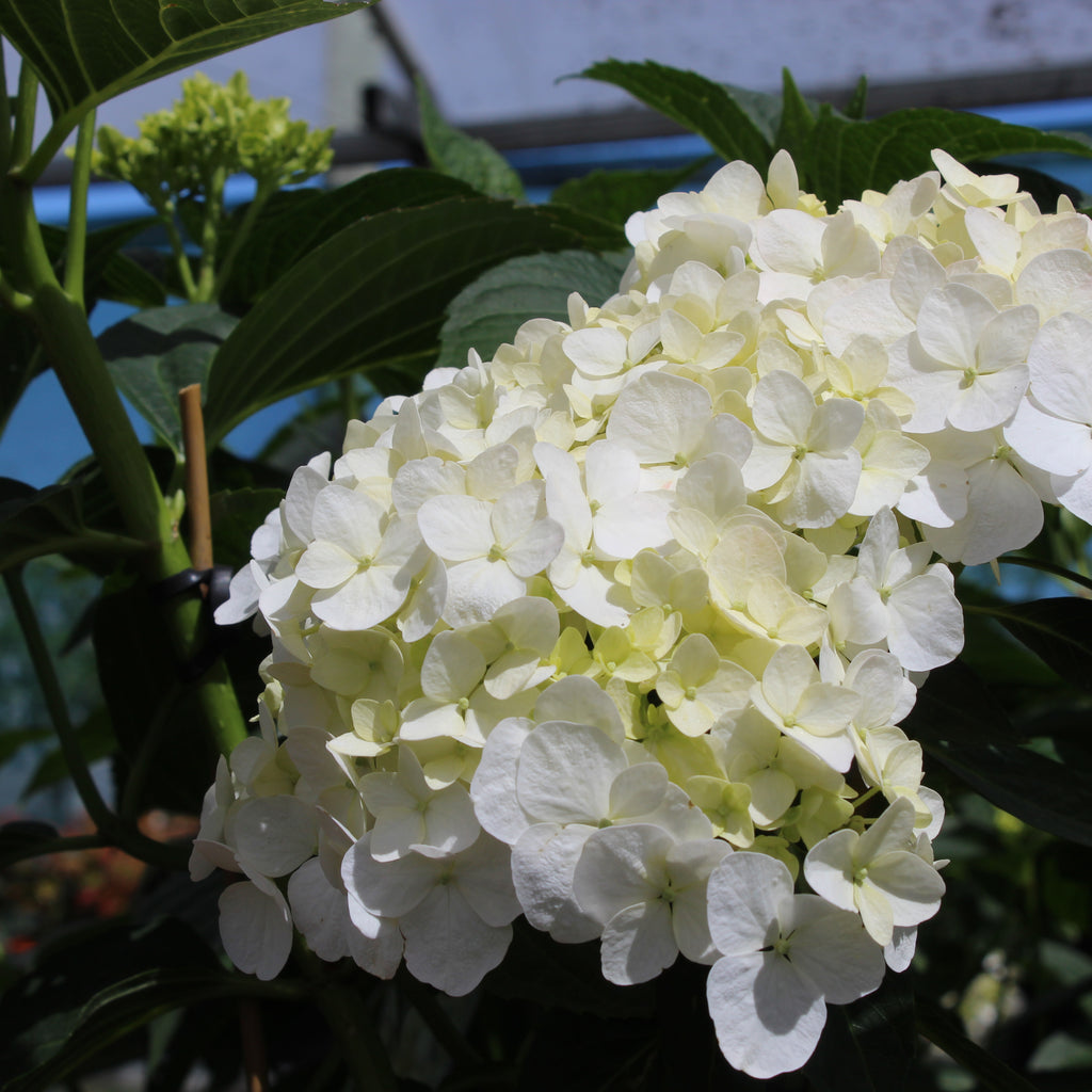 Hydrangea macrophylla Bridal Bouquet Image