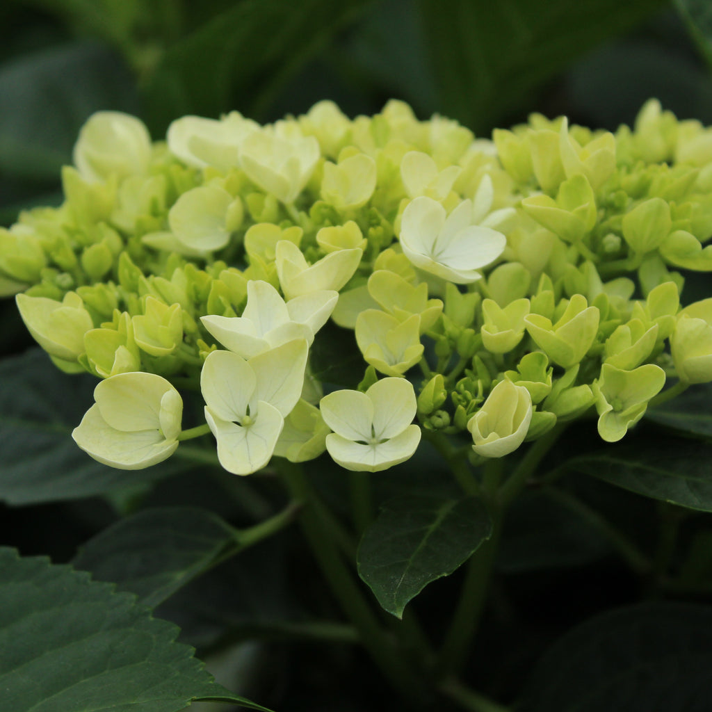 Hydrangea macrophylla Bridal Bouquet Image