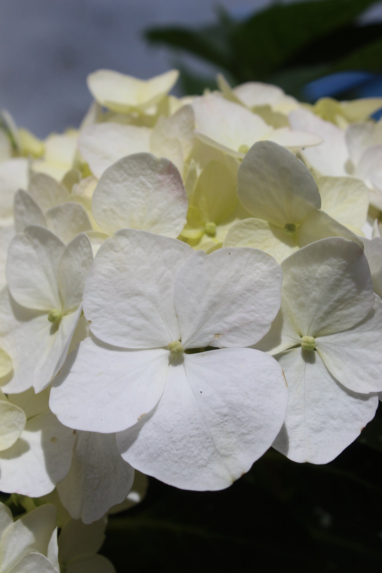 Hydrangea macrophylla Bridal Bouquet close up