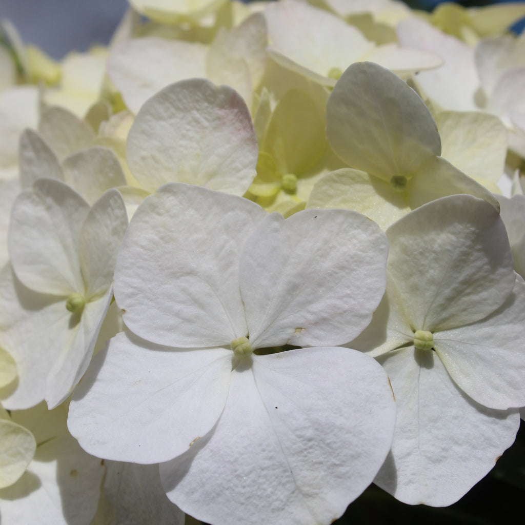 Hydrangea macrophylla Bridal Bouquet Image