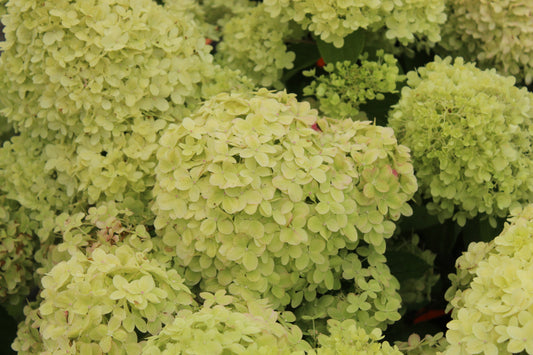 Hydrangea paniculata Candlelight 3