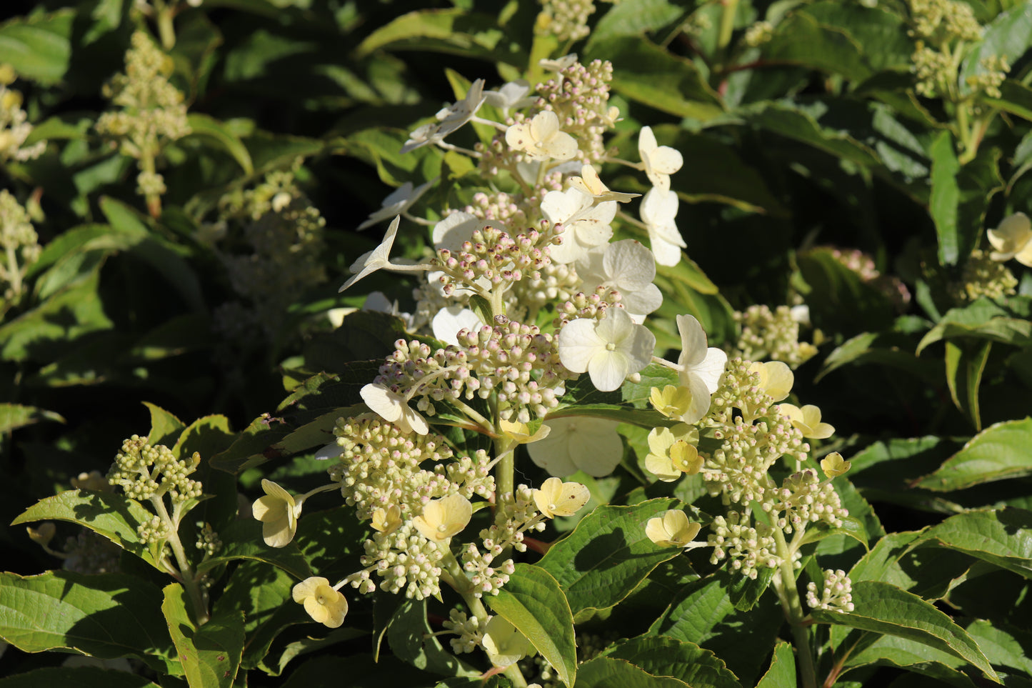 Hydrangea paniculata Kyusha