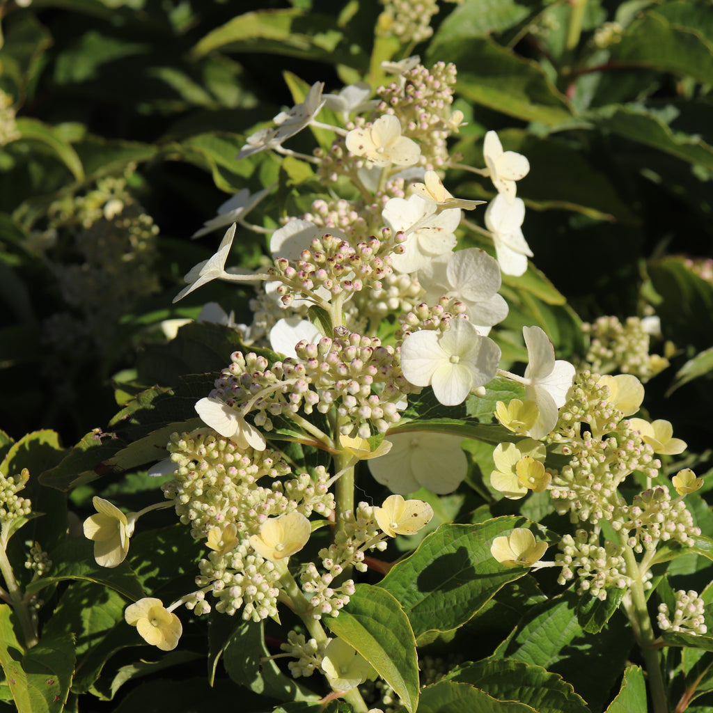 Hydrangea paniculata Kyusha Image