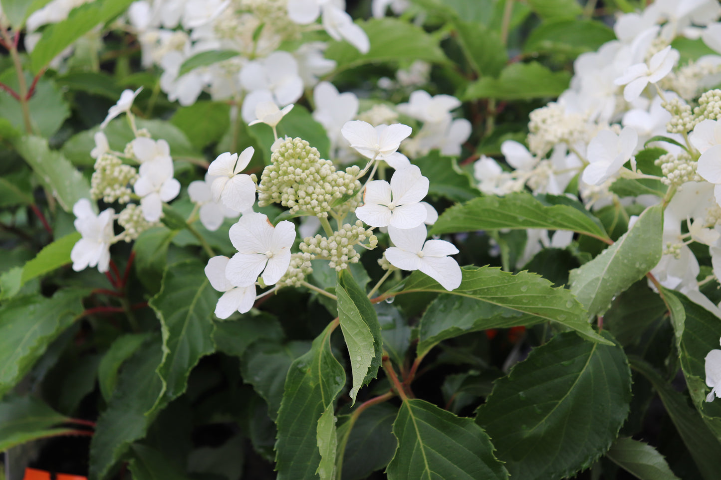 Hydrangea paniculata Levana