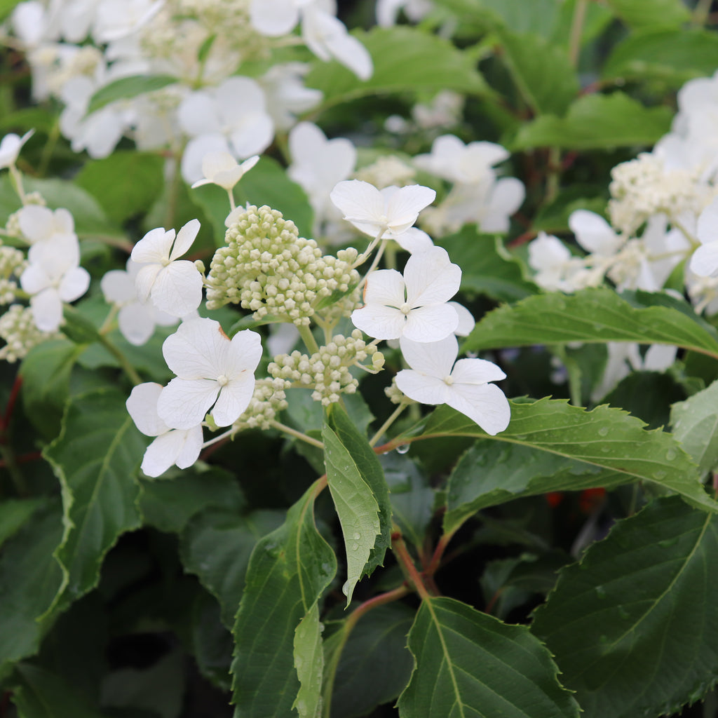Hydrangea paniculata Levana Image