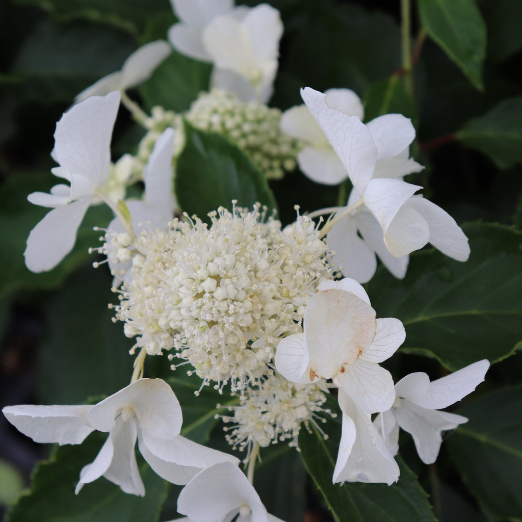 Hydrangea paniculata Levana Image