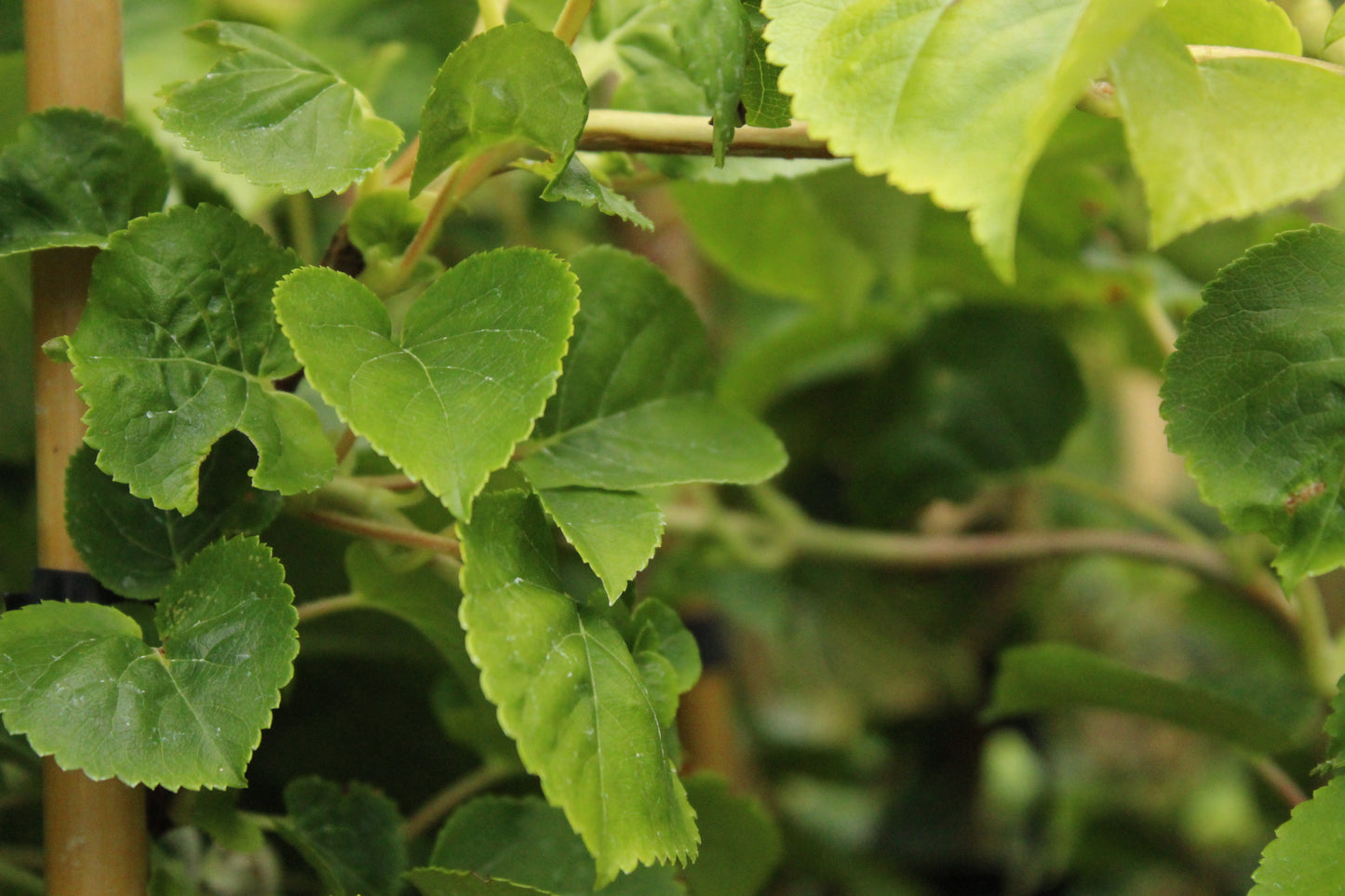 Hydrangea petiolaris