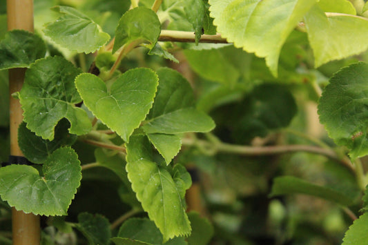 Hydrangea petiolaris