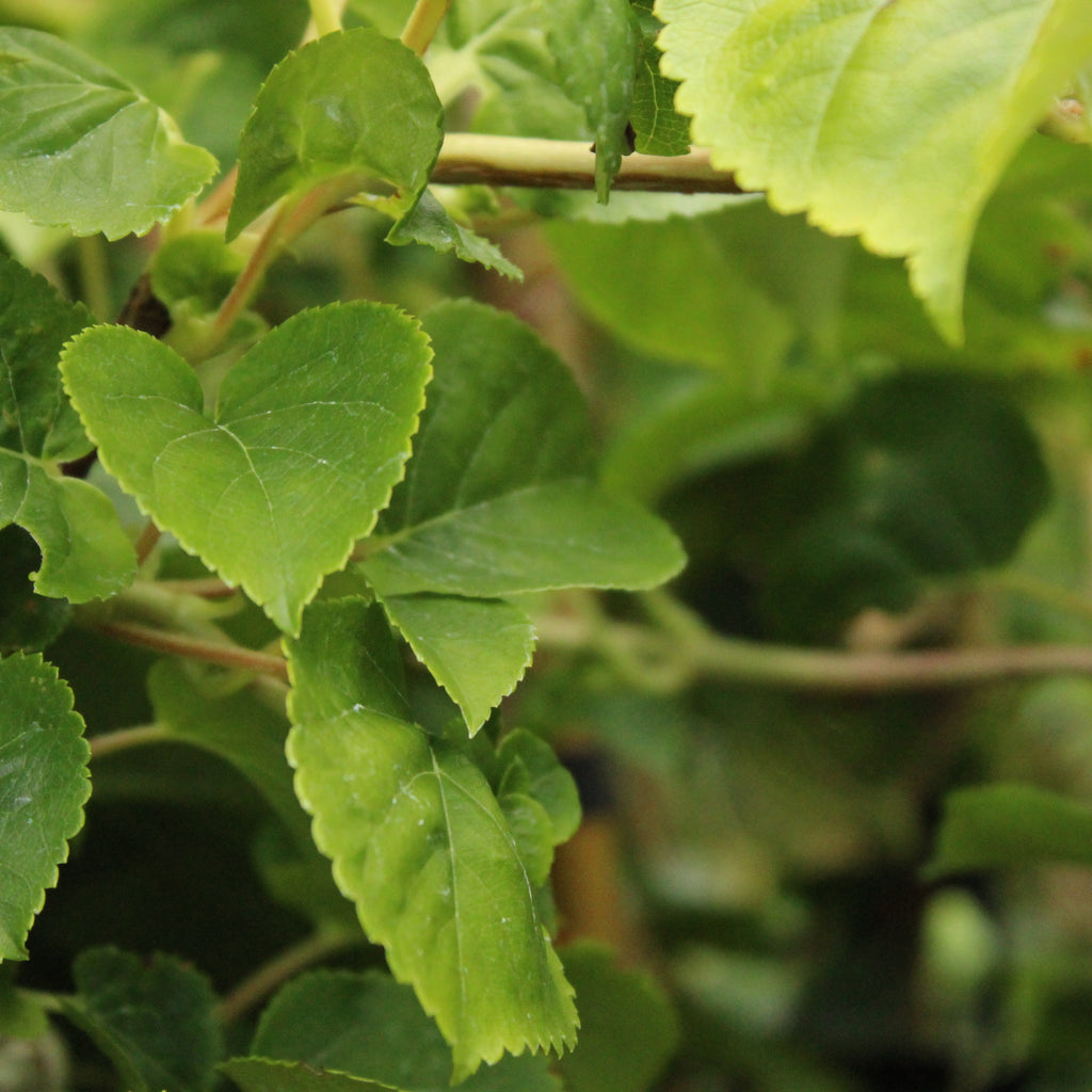 Hydrangea petiolaris Image