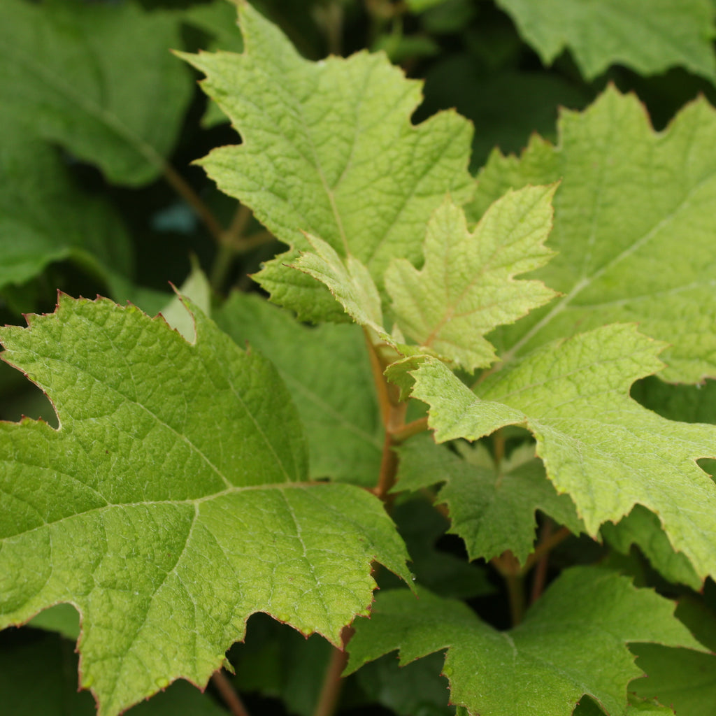 Hydrangea quercifolia Pee Wee Image
