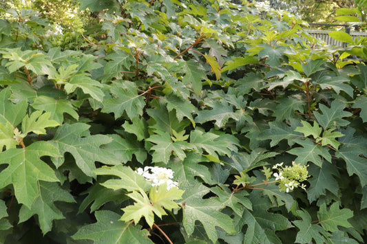 Hydrangea quercifolia Pee Wee 2
